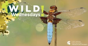 Image of a dragonfly for Wild Wednesdays! event series