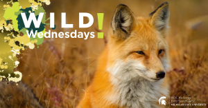 Image of a Red Fox for Wild Wednesdays! event series