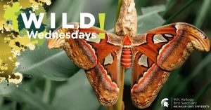 Image of an Atlas Moth for Wild Wednesdays! event series