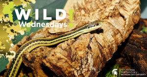 Image of an Eastern Garter Snake for the Wild Wednesdays! event series