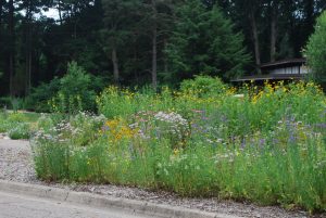 Native plants in the Sanctuary Pollinator Gardens are welcome habitat for pollinators