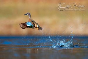 Blue-winged Teal Launching out of water