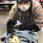 Worker performing exan on barn owl