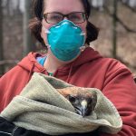 Worker holding red-tailed hawk wrapped in towel