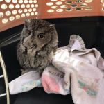 Screech owl in crate