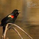 Male Red winged blackbird signing Photo Credit: Josh Haas