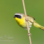 Common yellowthroat warbler perched on twig Photo credit: Josh Haas