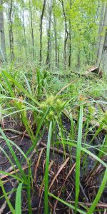 Carex lupulina