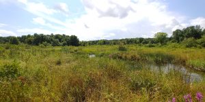 Sedge meadow in Kalamazoo County