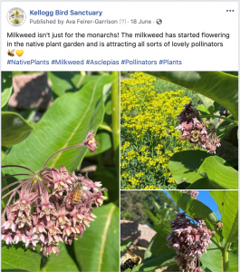 Facebook post of Common Milkweed