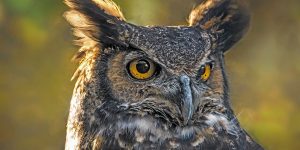 Close-up photo of a great horned owl. Credit Roy Van Loo Jr.