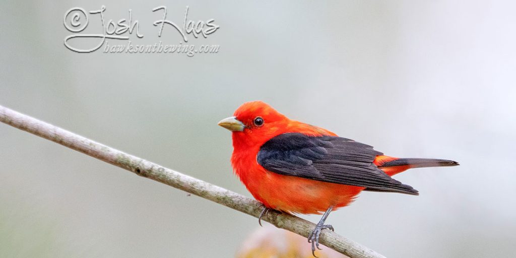 Scarlet Tanager against a light background, credit Josh Haas.