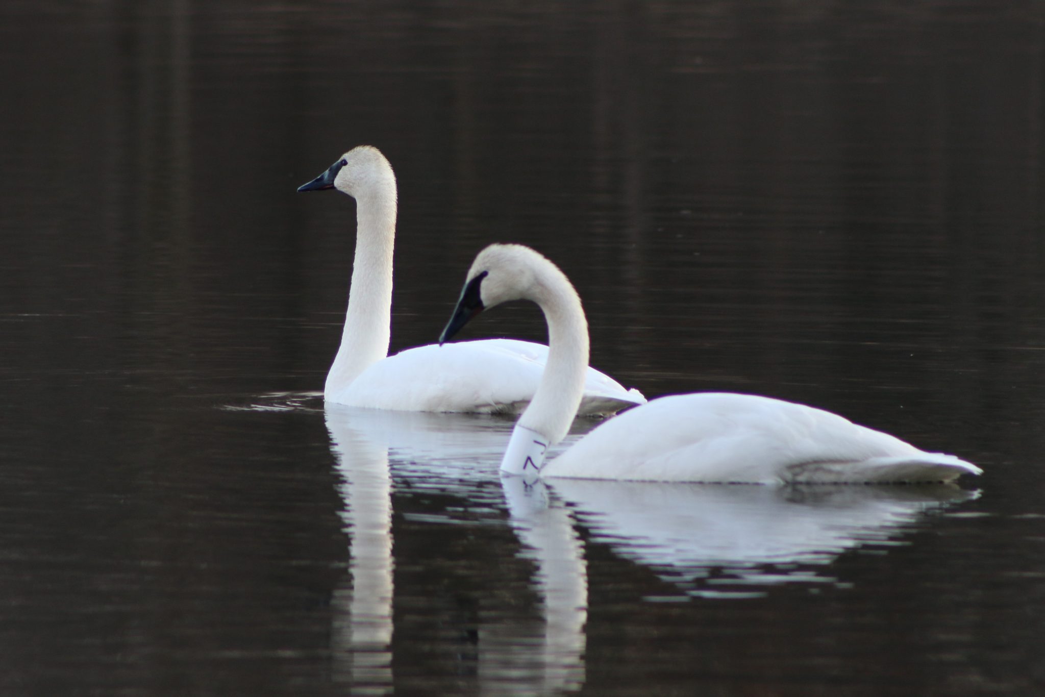 Trumpeter Swans of the Midwest