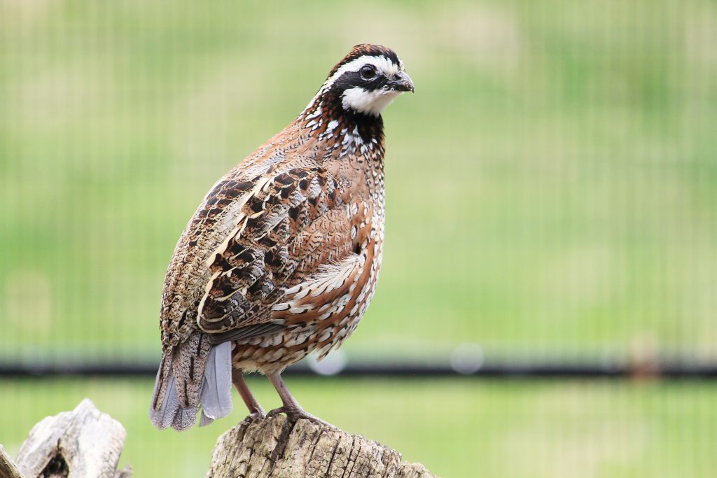 A male Bobwhite poses on a perch at the Kellogg Bird Sanctuary.