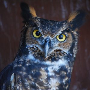 Close-up of head and shoulders of Kellogg Bird Sanctuary's resident Great Horned Owl.