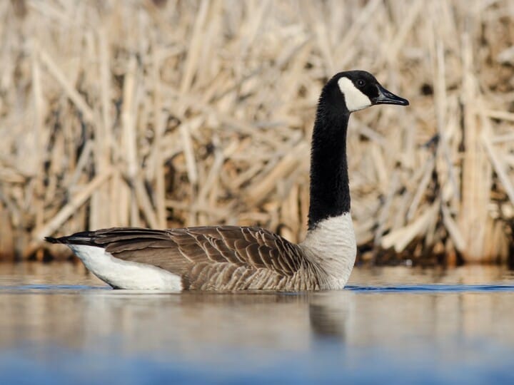 The comeback of the Canada Goose