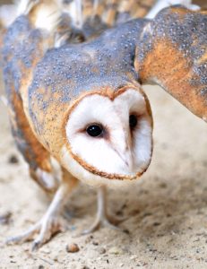 Close-up photo of the Kellogg Bird Sanctuary's resident Barn Owl.