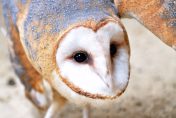 Close-up photo of the Kellogg Bird Sanctuary's resident Barn Owl.