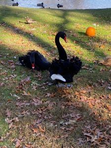 Australian Black Swan pair on grass