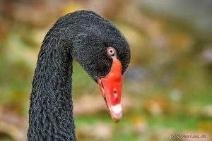 Head shot of an Australian Black Swan showcasing their bright red bill and black head and neck