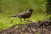 American Robin with gps backpack