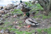 3 Mallard Ducks standing on the shoreline of Wintergreen Lake