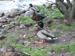 3 Mallard Ducks standing on the shoreline of Wintergreen Lake