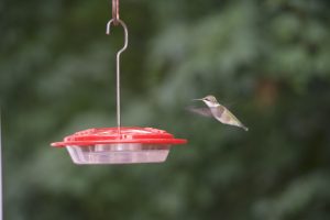 Ruby Throated Humminbird approaching feeder