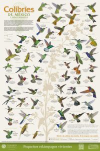 Hummingirds of the world