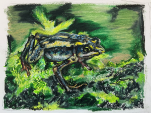 Sketch of a harlequin frog in green and yellow hues, by Taylor Scamehorn.