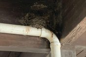 Barn Swallow nest made of mud and vegetation attached to pipe under roof