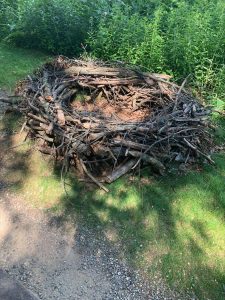 Bald Eagle nest replica