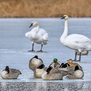 Waterfowl rest on a frozen Wintergreen Lake at the W.K. Kellogg Bird Sanctuary.