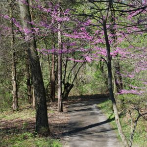 Redbud trees bloom along a trail at the W.K. Kellogg Bird Sanctuary.