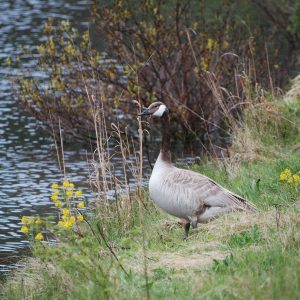 A leucistic Canada Goose stands on the shore of Wintergreen Lake.