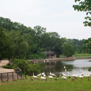Swans and geese gather on the shore of Wintergreen Lake at the W.K. Kellogg Bird Sanctuary.