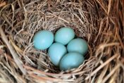 Woven grass nest with 5 pale blue eggs