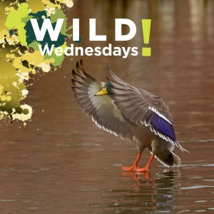 A Mallard Duck comes in for a landing on the W.K. Kellogg Bird Sanctuary’s Wintergreen Lake. Credit to Paul May.