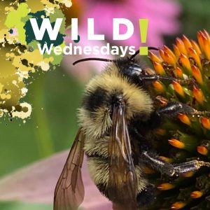 A bumblebee feeds on a purple coneflower.