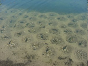 Photo of multiple circular depressions filled with pebbles with a single fish in the center of each