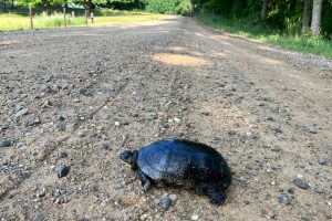 A Blanding’s Turtle crosses a dirt road in Barry County. Photo by Lisa Duke