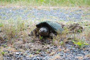 A Snapping Turtle digs a nest at the Kellogg Bird Sanctuary. Photo by Brenden Kokx.