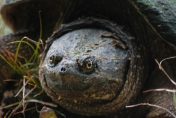 Close-up view of the head and face of a Snapping Turtle.