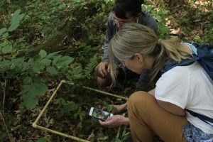 Two BioBlitz participants crouch close to the ground, using a phone to identify understory forest plants using the iNaturalist app. Photo by Trevor Grabill.