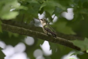 Hummingbird perched on a branch