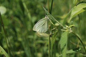 Cabbage white butterflies mate on the leaf of a plant near the W.K. Kellogg Bird Sanctuary Pollinator Garden. Photo by Corinn Rutkoski