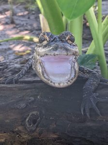 Baby alligator with it's mouth open