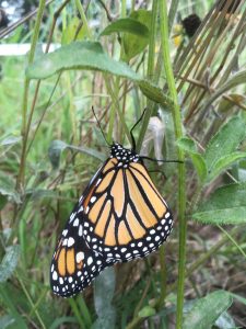 Black and orange monarch butterfly hanging on a plant. In the background, the butterfly's clear chrysalis is hanging on a plant.