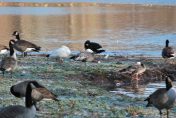 Image of white phase and blue phase snow geese on a shoreline amongst Canada Geese