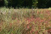 Image of wetland area containing cattails with fall color